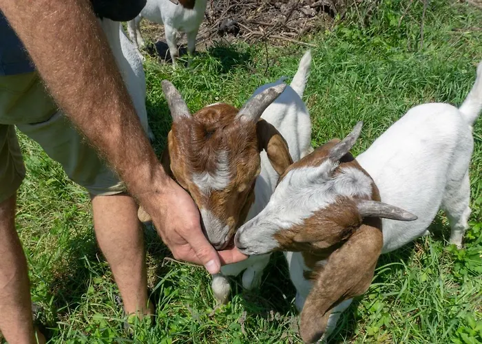 בית נופש Nature View House With Sauna *